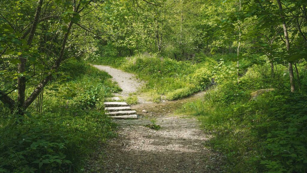 path through the forest with a few stone steps